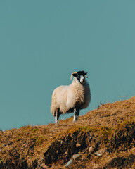 Sheep looking straight into the camera on a mountainside