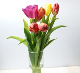 bouquet of fresh colorful tulips in vase on white background