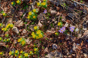 Yellow winter aconite (Eranthis hyemalis) and lilac crocus between dry foliage.