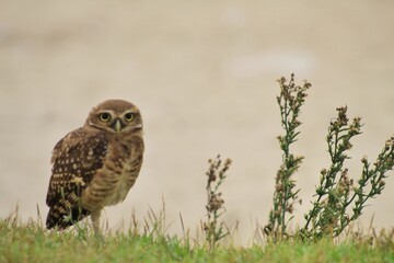 owl - coruja