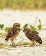 owl - coruja