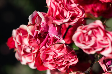 faded mini roses close up