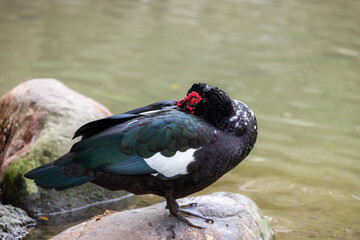 Ginger duck stand on the rock beside the pond