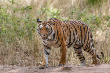 Fototapeta na wymiar Tiger, Bengal Tiger (Panthera tigris Tigris), hanging around in Bandhavgarh National Park in India