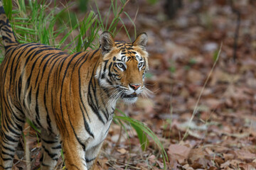 Tiger, Bengal Tiger (Panthera tigris Tigris), hanging around in Bandhavgarh National Park in India