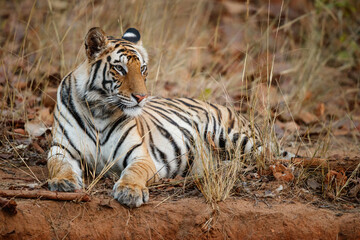 Tiger, Bengal Tiger (Panthera tigris Tigris), hanging around in Bandhavgarh National Park in India