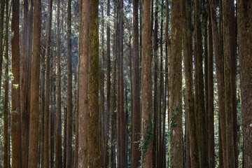 Obraz premium Green forest at Alishan National Forest Recreation Area