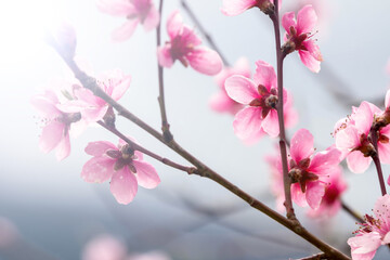 Flowers in a sunlit garden.