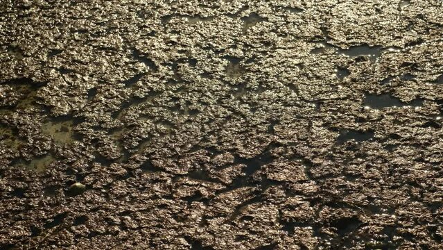 Green of swamp texture. Water in pool is blooming. Mud puddle, environmental pollution