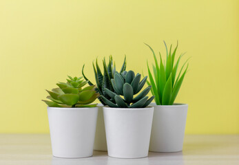 .Indoor artificial plants, various succulents in pots. Succulents in white mini-pots. Ideas for home decoration.Copy space .