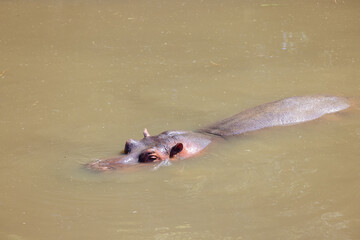 Obraz premium Relaxing hippo in the water