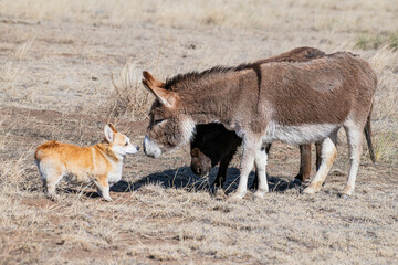 donkeys meet Corgi dog