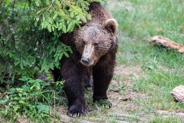 Brown Bear (Ursus arctos) hanging around in the Bayerischer Wald National Park, Bayern, Germany