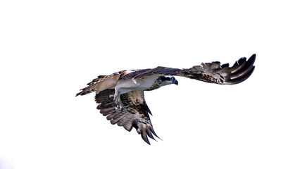 Osprey (Pandion haliaetus) 