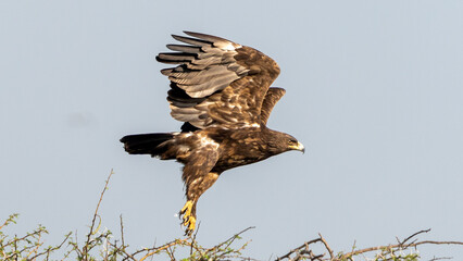 greater spotted eagle (Clanga clanga)