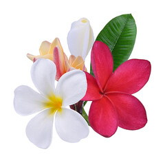 red white orange plumeria, frangipani flowers isolated on transparent. © siriratsavett88