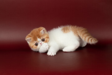 small beautiful red kitten exotic on a burgundy background in the studio.