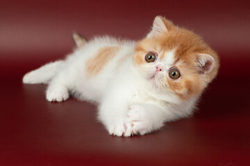Fototapeta premium small beautiful red kitten exotic on a burgundy background in the studio.