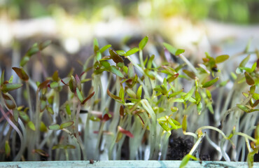 Young green seedling sprouts. Gardening concept.