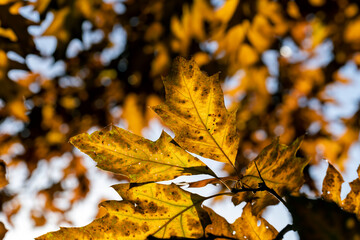 Orange oak foliage close up