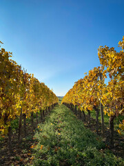 Fototapeta premium Colorful vineyard rows with autumn colored yellow leaves in Rhine Hesse, Germany