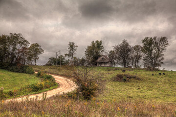 Cows by a Gravel Road.  A gravel road makes a bend into and out of this scene.  Up on a hill sits an old abandoned farm house.  The front yard is home to a small heard of black cows. 
