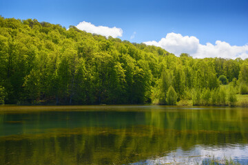 landscape with countryside pond. forest reflecting in the water surface. sunny weather in spring