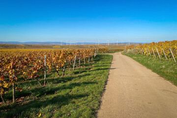 Fototapeta na wymiar Panoramic view of autumn colored yellow vineyards near Flonheim, Rhine Hesse, Germany