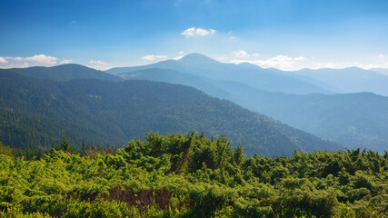 Obraz premium green mountain landscape. popular travel destination of ukraine. warm summer forenoon