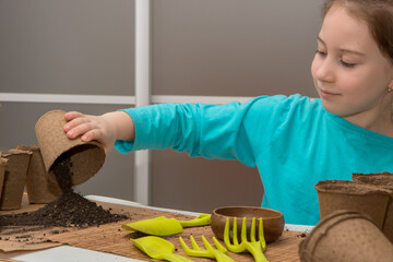 pretty girl at the table pours out the earth from a peat pot, prepares for planting seedlings