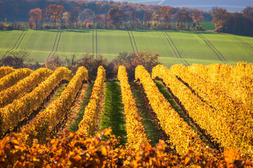 Colorful vineyard rows with changing yellow leaves in Rhine Hesse, Germany