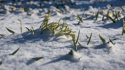 snowdrops in snow (Galanthus nivalis) - 580351749