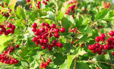 Red viburnum berries in spring