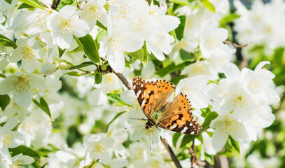 Obraz premium Flowering trees with white buds in spring