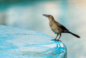 Great-tailed Grackle - Quiscalus mexicanus, large common bird from Latin American forests and woodlands, Panama.