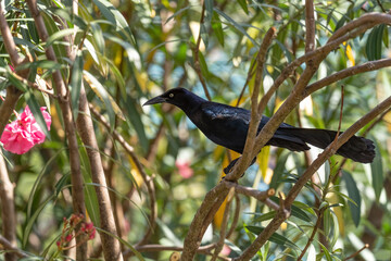 Great-tailed Grackle - Quiscalus mexicanus, large common bird from Latin American forests and woodlands, Panama.