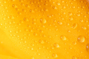 Yellow petal in dew drops close up.