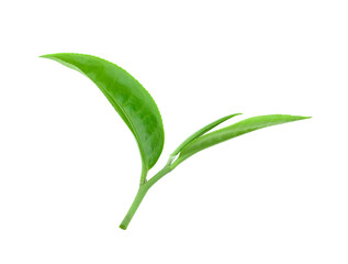 Obraz premium tea leaf isolated on transparent png