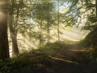 Sun rays along a foggy forest track - 580352308
