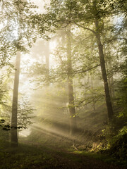 Sun rays in a foggy forest - 580352362
