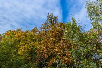 Mixed forest in the autumn season with different deciduous trees