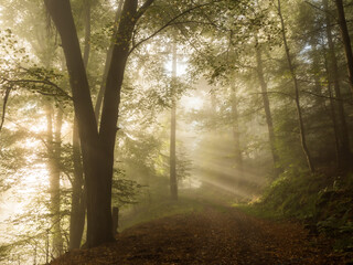 Walk along a light filled forest path - 580352391