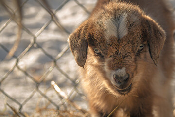 Baby Myotonic goats enjoying the first days of life on a sunning winter day in the hay