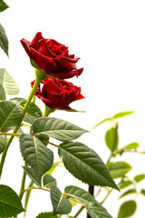 Obraz premium Red roses in a pot isolated on a white background.