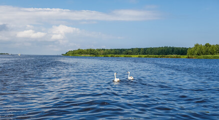 Two white swans swimming in the middle of big river
