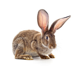 One brown rabbit.