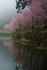 Cherry blossom festival in Taiwan