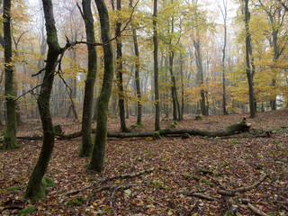 View into a foggy autumn forest with crooked oaks - 580355185