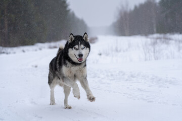 A beautiful husky dog ​​with multi-colored eyes runs through the snow in winter in nature.