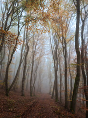 Track through a late autumn forest in heavy fog